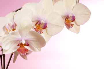 Naklejka na ściany i meble Beautiful orchid