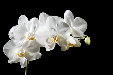 Naklejka na ściany i meble Beautiful orchid
