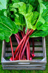 Box with rhubarb