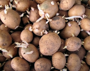 Potato ready to landing