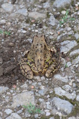 Grenouille