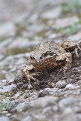 Grenouille