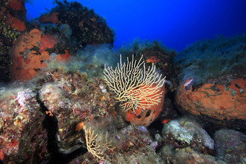 diving liguria italia