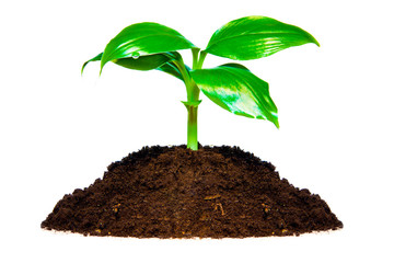 Bananen Baum (freigestellt)