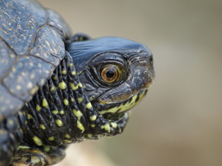 Obraz premium European Pond Terrapin (Emis orbicularis)