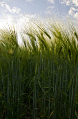 Wheat field