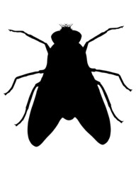 Fliege Silhouette