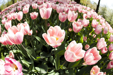 Obraz na płótnie Canvas Beautiful spring tulip