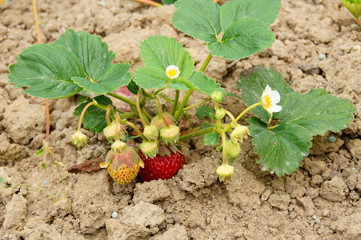 Erdbeerpflanze