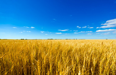 Wheat plant meadow under a blue sky