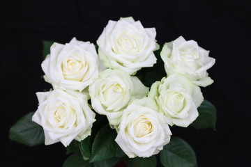 Roses Blanches