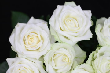 Roses blanches
