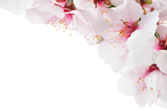 Kirschbl&uuml;te