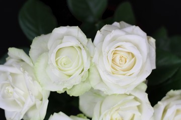 Roses blanches
