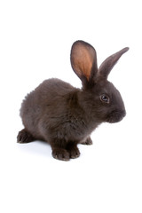 Rabbit isolated on a white background