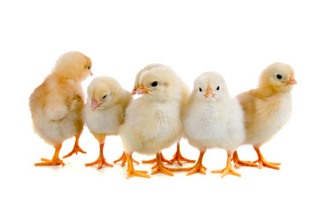 Chickens
