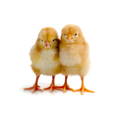 Fototapeta premium Chickens