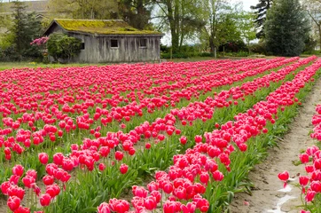 Cercles muraux Tulipe Champ de tulipes sur une ancienne grange