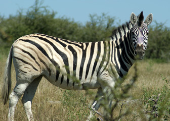 zebre d'Etosha 4