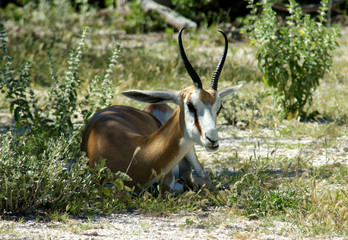 springbok d'Etosha 3