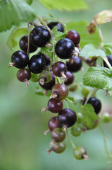 Cassis