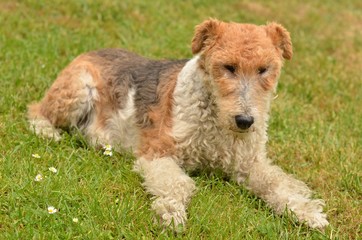 foxterrier