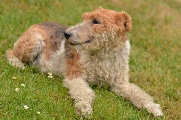 foxterrier