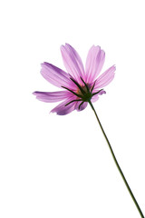 Pink Cosmos Flowers