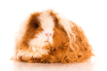 long hair guinea pig