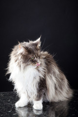 Maine Coon Katze schleckt mit Zunge