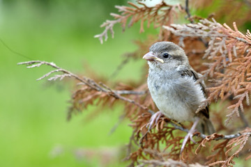 The lonely sparrow