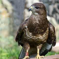 hawk