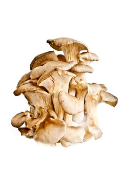 pleurotte