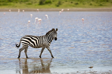 Fototapeta na wymiar Zebra in the Serengeti National Park, Tanzania