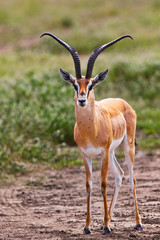 Naklejka na ściany i meble Grant's Gazelle in Serengeti National Park, Tanzania