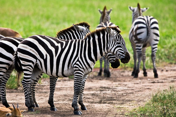 Zebras in the Ngorongoro Crater, Tanzania