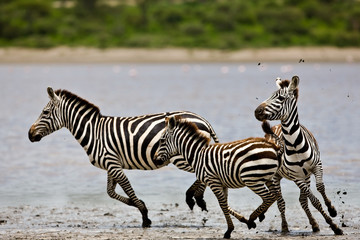 Fototapeta na wymiar Zebry w Serengeti National Park, Tanzania