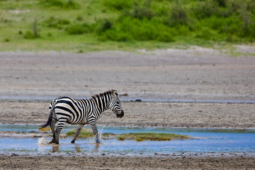 Fototapeta na wymiar Zebra in the Serengeti National Park, Tanzania