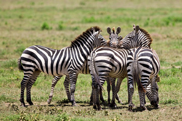 Fototapeta premium Zebras in the Serengeti National Park, Tanzania