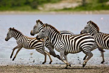 Fototapeta na wymiar Zebry w Parku Narodowym Serengeti, Tanzania