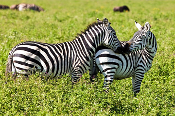 Zebras in the Ngorongoro Crater, Tanzania