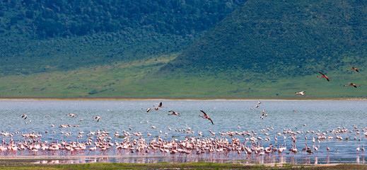 Flamingo colony in the Ngorongoro Crater, Tanzania