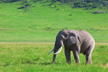 Naklejka na ściany i meble Huge African elephant bull in the Ngorongoro Crater, Tanzania