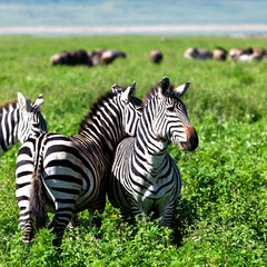 Fototapeta na wymiar Zebras in the Ngorongoro Crater, Tanzania