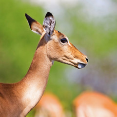 Young female impala antelope, Tarangire National Park, Tanzania