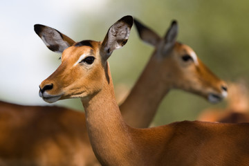 Young impala antelopes, Tarangire National Park, Tanzania