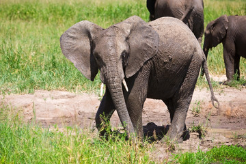 Naklejka na ściany i meble African elephant in the Tarangire National Park, Tanzania