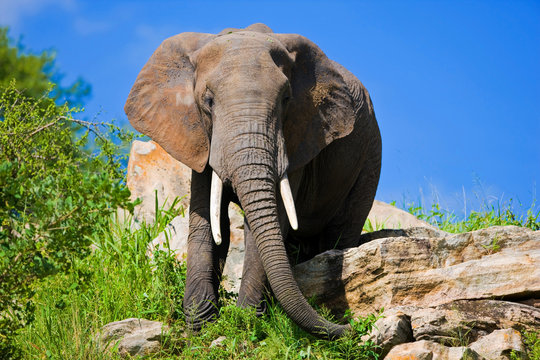 Fototapeta African elephant in the Tarangire National Park, Tanzania
