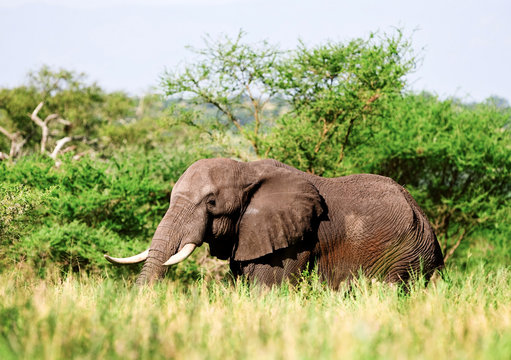 African elephant in the Tarangire National Park, Tanzania