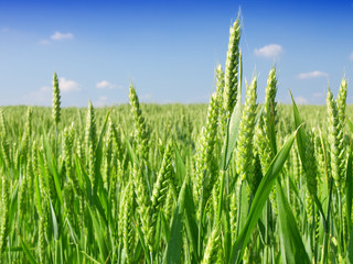 green wheat field and cloudy sky